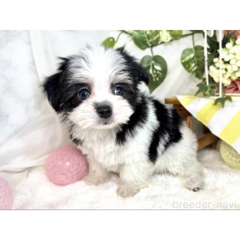 成約済の滋賀県のチワマル:チワワ×マルチーズ-408980の3枚目